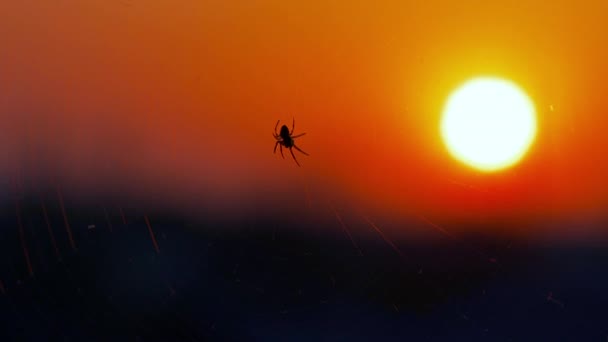 Б рулонний павук на заході сонця — стокове відео