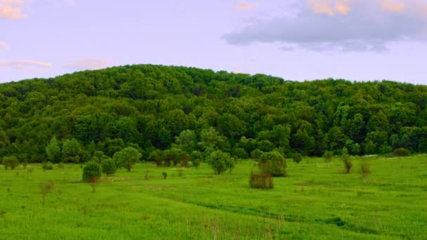 Vista aérea en el prado de primavera — Vídeos de Stock