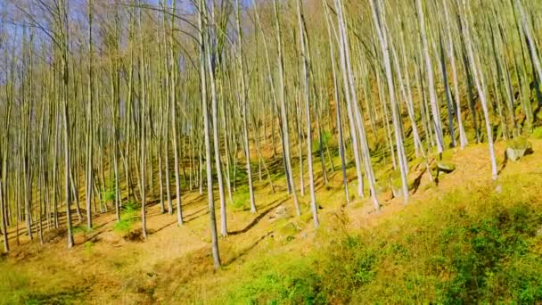 Камера рухається глибоко в ліс — стокове відео