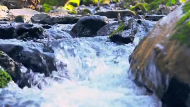 Manantial de agua dulce — Vídeos de Stock