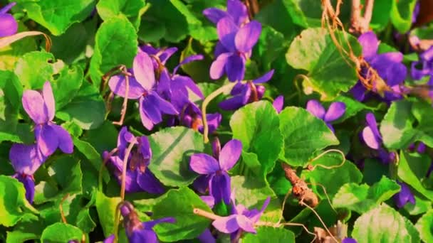 Fermer petites fleurs violettes — Video