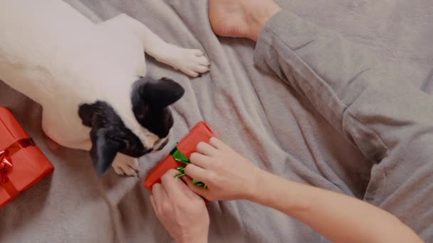 Kille firar nytt år med vackra husdjur — Stockvideo