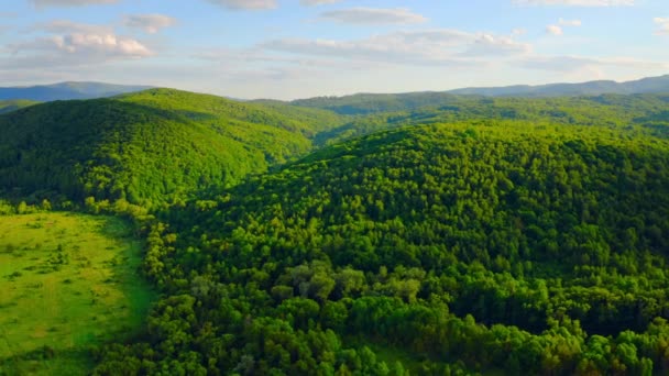 Dron lata nad dzikim drewnem — Wideo stockowe