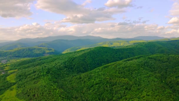 Dron lata nad dzikim drewnem w dzień — Wideo stockowe