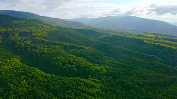 Atemberaubende Aussicht über den Wald mit sattgrünem Laub — Stockvideo