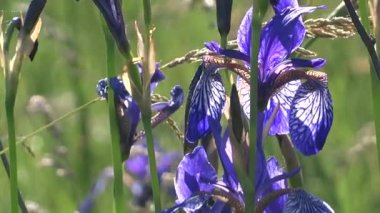 Bir bahar çayır üzerinde mavi iris. 