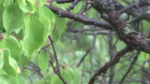 Hojas Verdes Bajo Lluvia Árbol Bajo Lluvia Ducha Verano — Vídeos de Stock