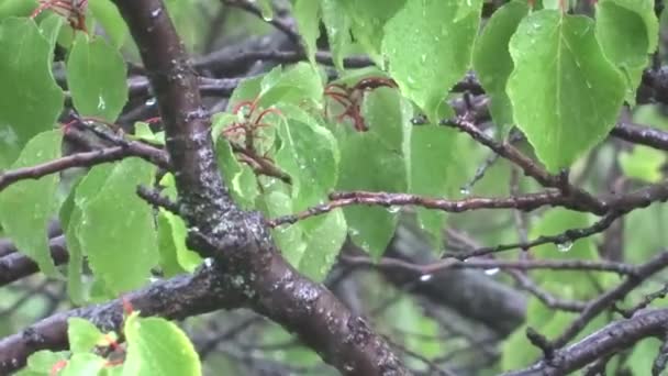 Hojas Verdes Bajo Lluvia Árbol Bajo Lluvia Ducha Verano — Vídeo de stock