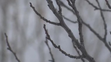 Ağaçlar kar altında. kışın karlı blizzard. dalları ile kar düştü