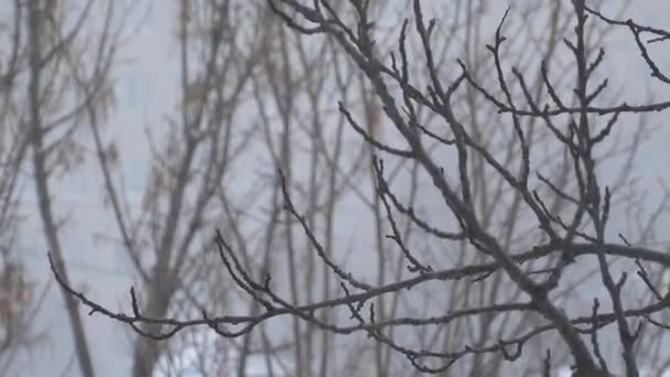 雪の中の木 冬の雪のブリザード 枝の雪の滝 — ストック動画