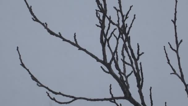 树下的雪 冬天下雪的暴风雪 雪落在树枝上 — 图库视频影像