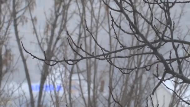 Bomen Onder Sneeuw Besneeuwde Blizzard Winter Sneeuw Valt Takken — Stockvideo