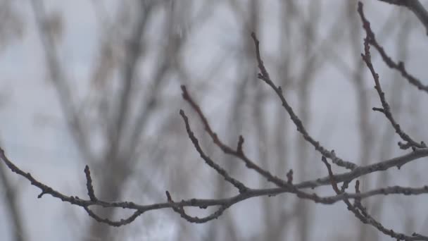 Alberi Sotto Neve Bufera Neve Inverno Neve Cade Sui Rami — Video Stock