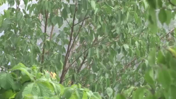 Zielone Liście Deszczu Drzewo Deszczu Letni Prysznic — Wideo stockowe