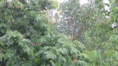 Yeşil yağmur altında bırakır. Yağmur altında bir ağaç. Yaz duş.