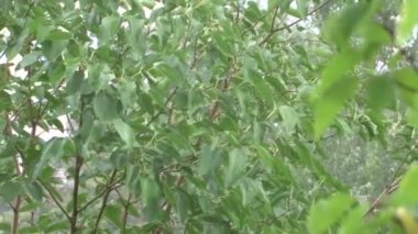 Yeşil yağmur altında bırakır. Yağmur altında bir ağaç. Yaz duş.