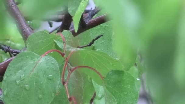 Green Leaves Rain Tree Rain Summer Shower — Stockvideo