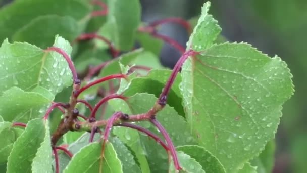 Gröna Blad Regnet Ett Träd Regnet Sommardusch — Stockvideo