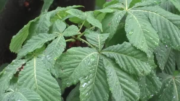 Hojas Verdes Bajo Lluvia Árbol Bajo Lluvia Ducha Verano — Vídeo de stock