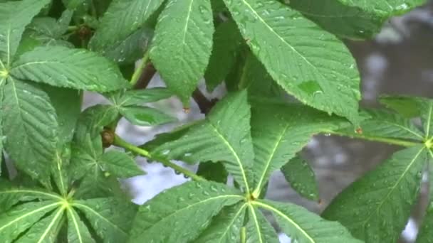 Green Leaves Rain Tree Rain Summer Shower — Stock Video
