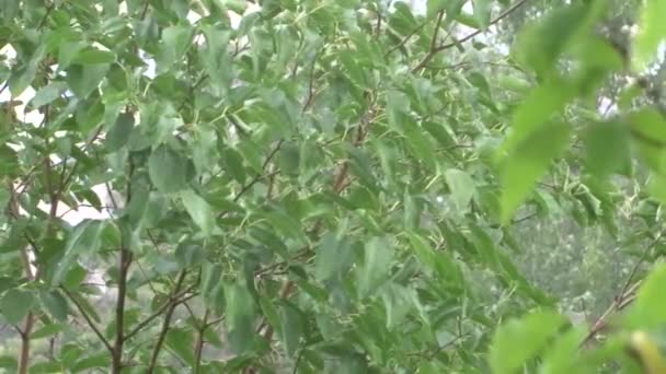 Hojas Verdes Bajo Lluvia Árbol Bajo Lluvia Ducha Verano — Vídeo de stock