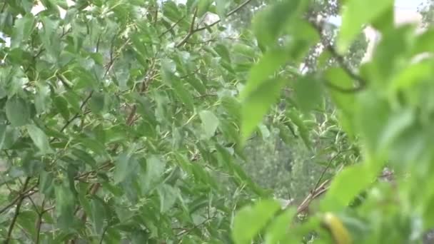 Hojas Verdes Bajo Lluvia Árbol Bajo Lluvia Ducha Verano — Vídeo de stock