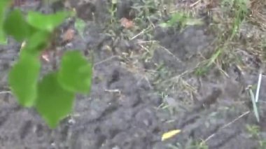 Yağmur ve su birikintileri. Yağmur altında Raindrops.Grass