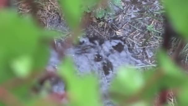 Lluvia Charcos Gotas Lluvia Hierba Lluvia — Vídeo de stock