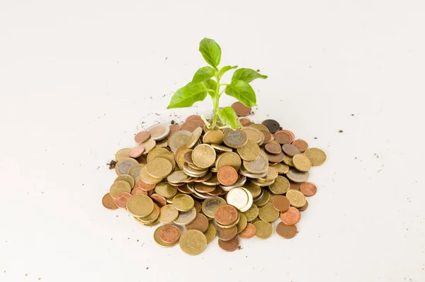Planta Creciendo Ahorros Monedas Inversión Concepto Interés — Foto de Stock