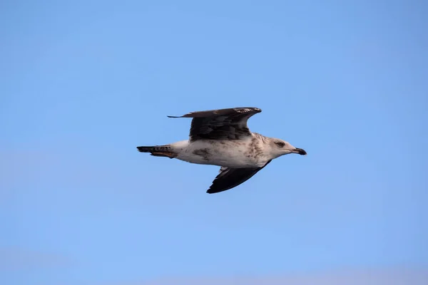 Foto Van Een Meeuw Watervogel Dier — Stockfoto