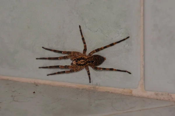 Photo Une Araignée Brune Sur Mur — Photo