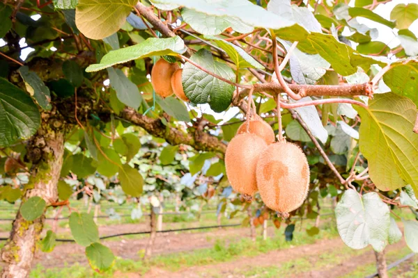 Zdjęcie Kiwi Fruit Plantaion Tree — Zdjęcie stockowe