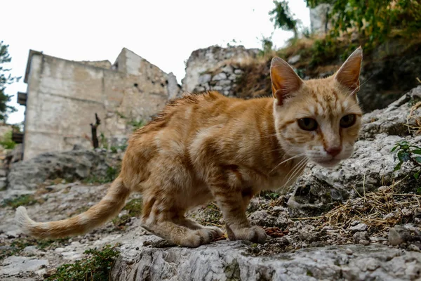 Streunende Katze Auf Der Straße Schärfentiefe Und Ausgewählter Fokus — Stockfoto
