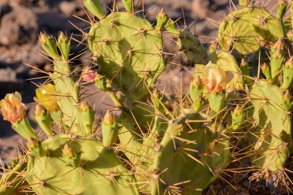 Hoja Cactus Verde Pera Espinosa Desierto — Foto de Stock