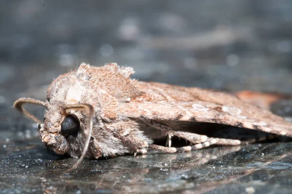 Noc Owady Brązowy Moth Zbliżenie Zdjęcie — Zdjęcie stockowe