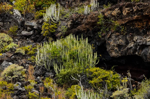 Cactus Zwarte Basaltische Vulkanische Berg Hierro Canarische Eiland — Stockfoto