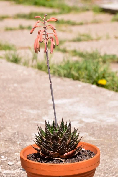 Foto Van Een Tropische Cactus Textuur Achtergrond — Stockfoto