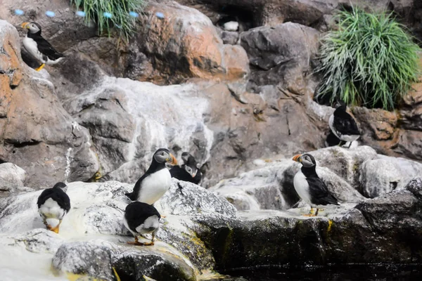 Imagen Pingüino Salvaje Jugando Pájaro — Foto de Stock