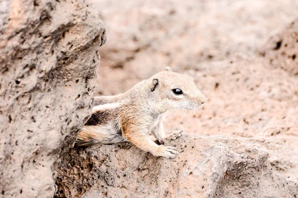 Barbary Ground Squirrel Atlantoxerus Getulus Spanish Island Fuerteventura — Stock Photo, Image