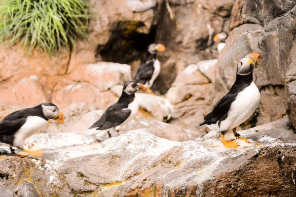Imagen Pingüino Salvaje Jugando Pájaro — Foto de Stock