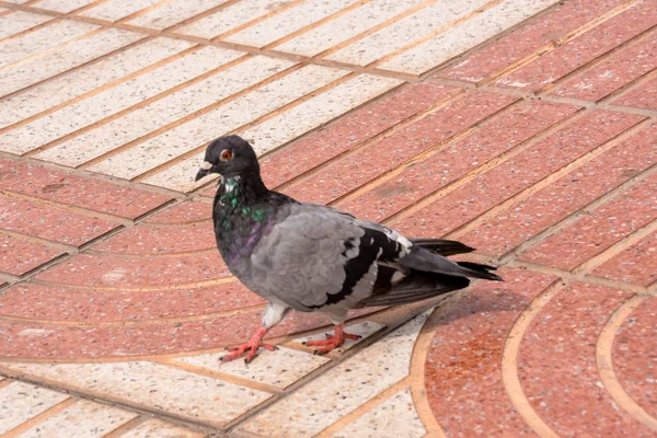 Foto Una Paloma Pájaro Salvaje —  Fotos de Stock