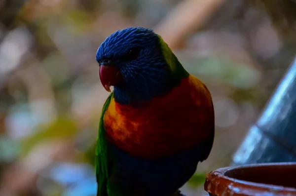 Papoušek Tropický Pták Colroed Otec — Stock fotografie