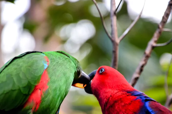 Parrot Tropical Bird Colroed Father — Stock Photo, Image