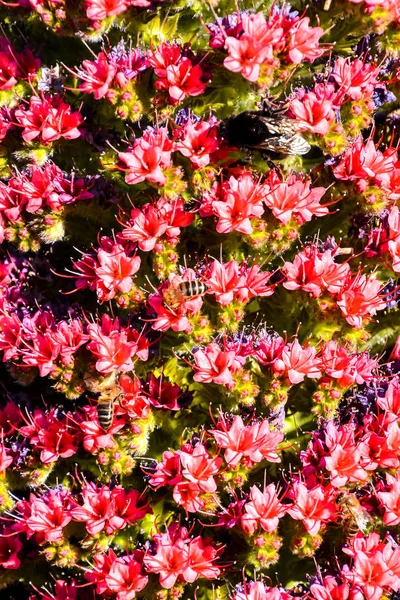 Image Motif Texture Fond Fleur Classique — Photo