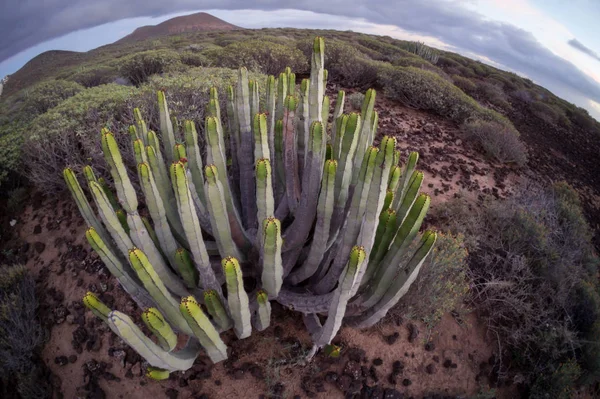 Lugn Kaktus Desert Sunset Teneriffa Kanarieöarna — Stockfoto