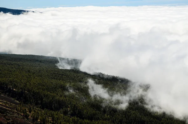 Nubes Altas Sobre Árboles Conos Pino Bosque Isla Tenerife —  Fotos de Stock