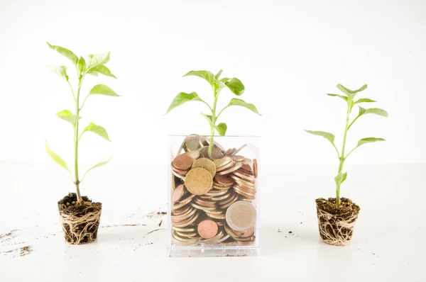 Plant Groeit Besparingen Munten Investeringen Interest Concept — Stockfoto