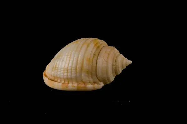 Close Shell Seashell Object Black Background — Stock Photo, Image