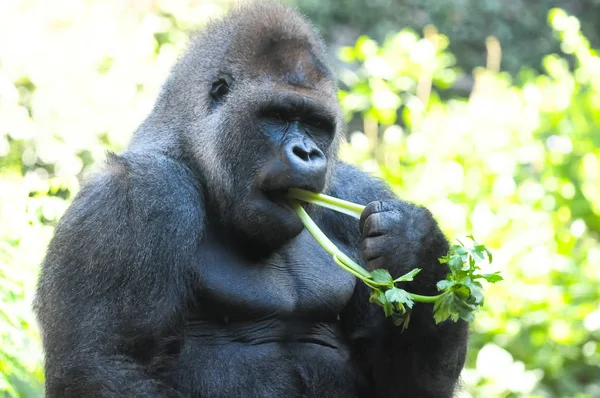 Silná Dospělá Černá Gorila Zelené Podlaze — Stock fotografie