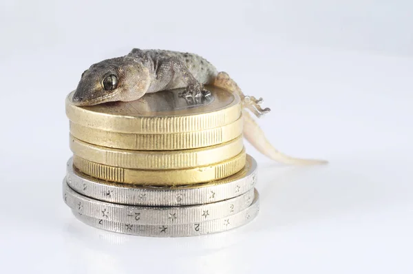 Eine Kleine Gecko Eidechse Und Münze Auf Weißem Hintergrund — Stockfoto